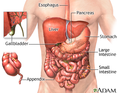 Abdominal organs - Illustration Thumbnail                      