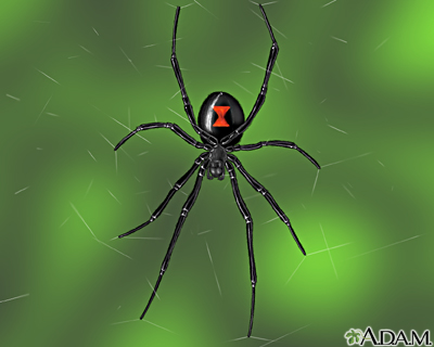 Black widow spider - Illustration Thumbnail                      