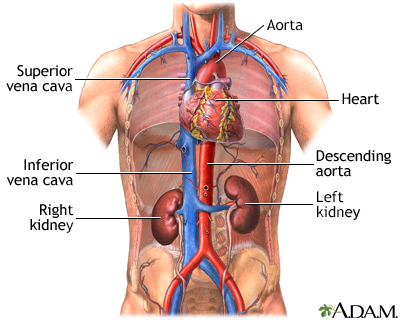 Kidney function - Illustration Thumbnail                      