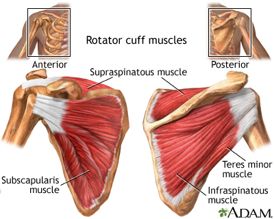 Rotator cuff muscles - Illustration Thumbnail                      