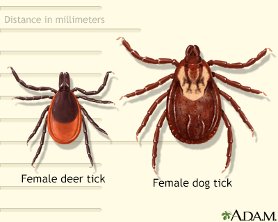 Deer and dog tick - Illustration Thumbnail                      