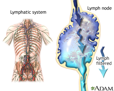 Lymphatic system - Illustration Thumbnail                      