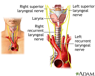 Nerves of the larynx - Illustration Thumbnail                      