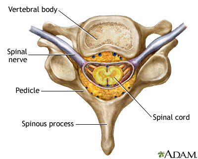 Vertebra and spinal nerves - Illustration Thumbnail                      