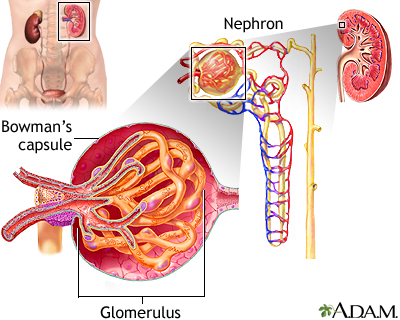 Glomerulus and nephron - Illustration Thumbnail                      