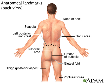 Anatomical landmarks adult – back - Illustration Thumbnail                      