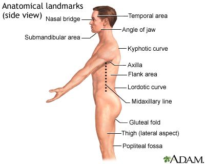 Anatomical landmarks adult - side - Illustration Thumbnail                      