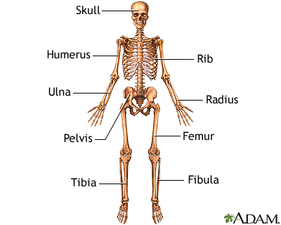 Anterior skeletal anatomy - Illustration Thumbnail                      