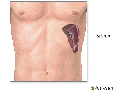 Spleen anatomy - Illustration Thumbnail                      