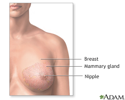 Normal female breast anatomy - Illustration Thumbnail                      
