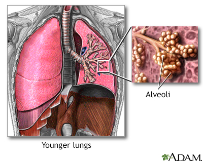 Normal lungs and alveoli