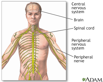Central nervous system and peripheral nervous system - Illustration Thumbnail                      