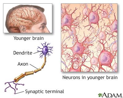 Brain and nervous system - Illustration Thumbnail                      