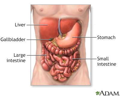 Digestive system organs - Illustration Thumbnail                      