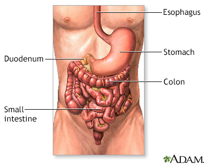 Lower digestive anatomy - Illustration Thumbnail                      