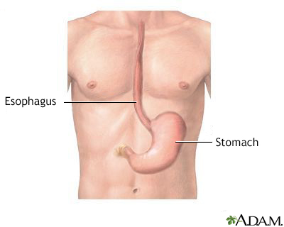 Esophagus and stomach anatomy - Illustration Thumbnail                      