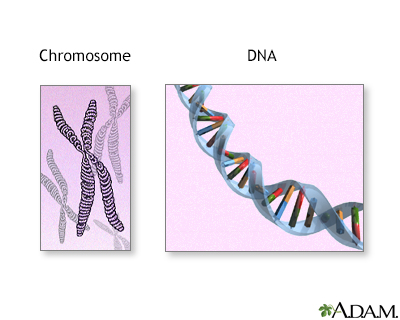 Chromosomes and DNA - Illustration Thumbnail                      
