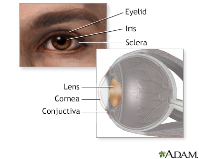 Eye lens anatomy - Illustration Thumbnail                      