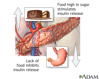 Food and insulin release - Illustration Thumbnail                      
