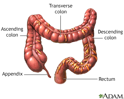 The large intestine - Illustration Thumbnail                      