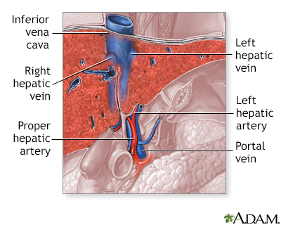 Liver blood supply - Illustration Thumbnail                      