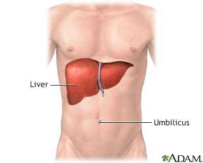 Liver - Illustration Thumbnail                      