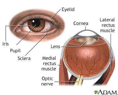 External and internal eye anatomy - Illustration Thumbnail                      