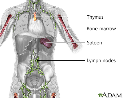 Immune system structures - Illustration Thumbnail                      