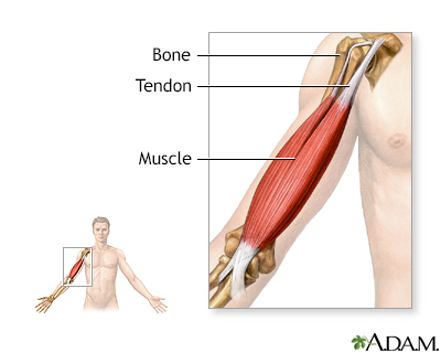Tendons and muscles - Illustration Thumbnail                      