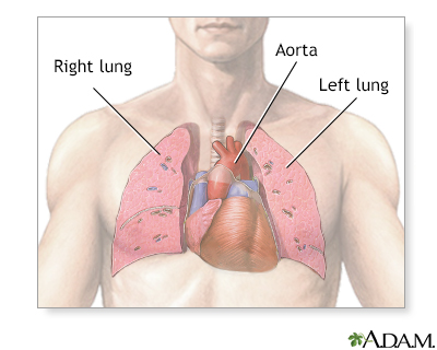 Thoracic organs - Illustration Thumbnail                      