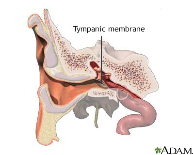 Tympanic membrane - Illustration Thumbnail                      