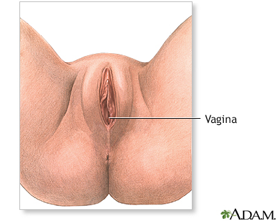 Female perineal anatomy - Illustration Thumbnail                      
