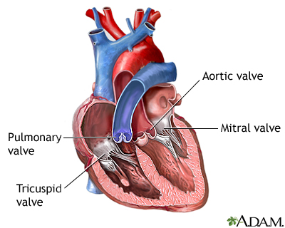 Heart valves - Illustration Thumbnail                      