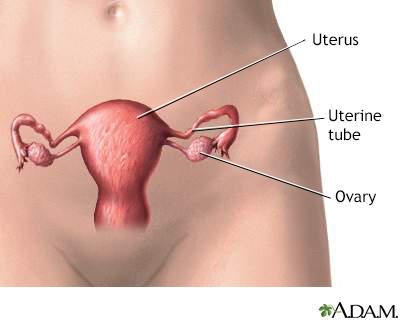 Female reproductive anatomy - Illustration Thumbnail                      