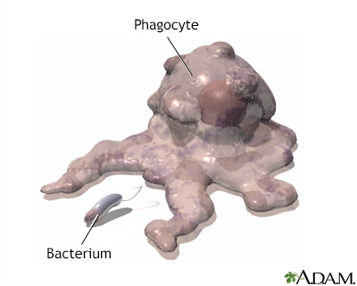 Phagocytosis - Illustration Thumbnail                      