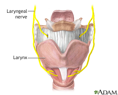 Laryngeal nerve damage - Illustration Thumbnail                      