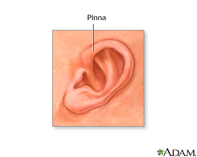 Pinna of the newborn ear - Illustration Thumbnail                      