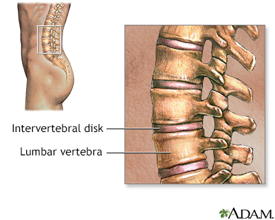 Lumbar vertebrae - Illustration Thumbnail                      