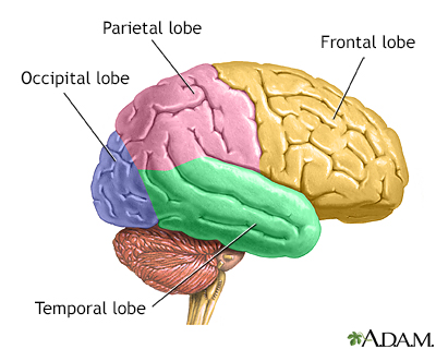 Lobes of the brain - Illustration Thumbnail                      