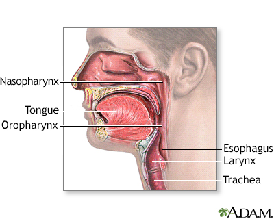 Oropharynx - Illustration Thumbnail                      