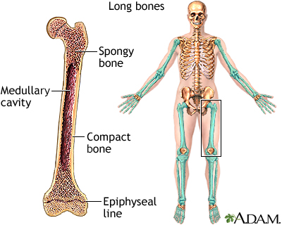Long bones - Illustration Thumbnail                      