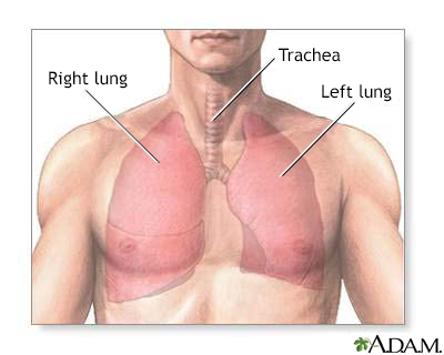 Normal lung anatomy - Illustration Thumbnail                      