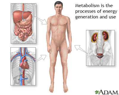 Metabolism - Illustration Thumbnail                      