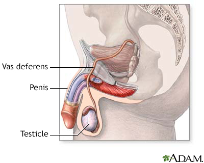 Male reproductive system - Illustration Thumbnail                      