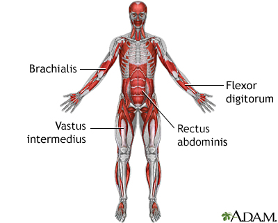 Deep anterior muscles - Illustration Thumbnail                      