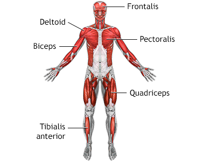 Superficial anterior muscles - Illustration Thumbnail                      