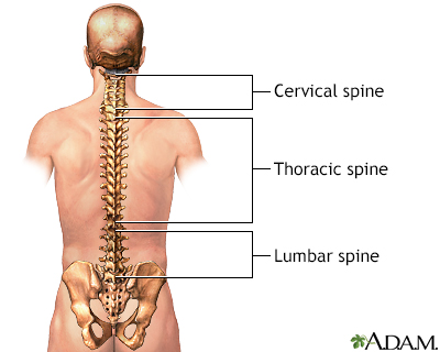 Posterior spinal anatomy - Illustration Thumbnail                      