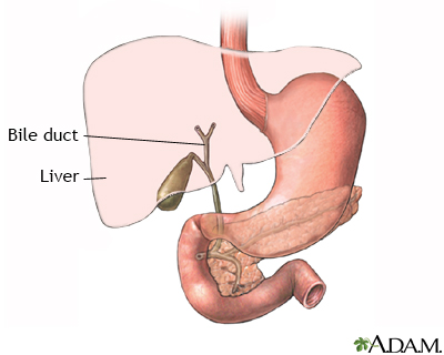 Gallbladder anatomy - Illustration Thumbnail                      