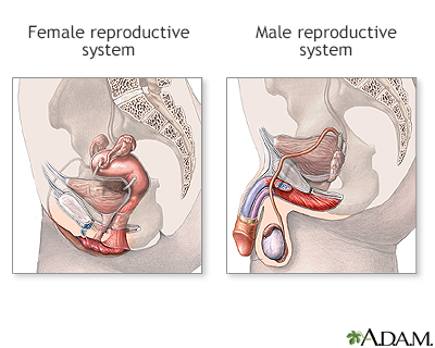 Male and female reproductive systems - Illustration Thumbnail                      
