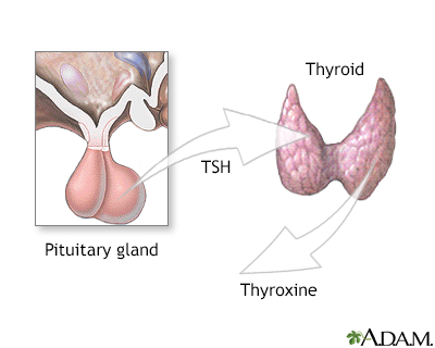 Pituitary and TSH - Illustration Thumbnail                      